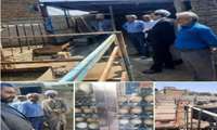 در راستای حمایت از واحدهای تولیدی کوچک انجام گرفت بازدید فرماندار و مسئولین شهرستان از واحد پرورش شترمرغ